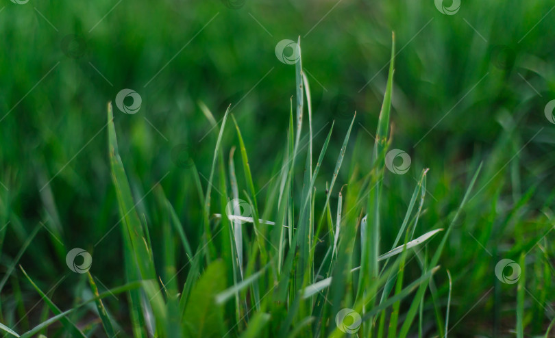 Скачать Зеленая свежая и сочная трава крупным планом. Летний фон. Рост травы весной. фотосток Ozero
