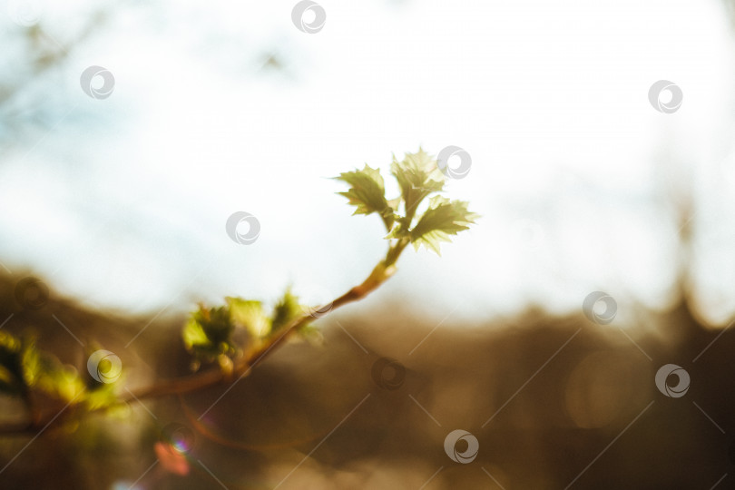 Скачать Зеленые листья распускаются на ветке. Весеннее время года. Красивое размытие фона. фотосток Ozero