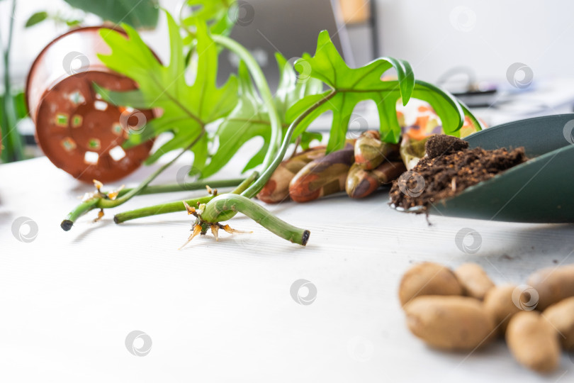 Скачать Раскладка на столе ростка филодендрона с корнями и оборудованием для посадки домашних растений. фотосток Ozero