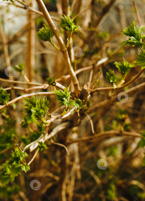Скачать Зеленые листья распускаются на ветке. Весеннее время года. Красивое размытие фона. фотосток Ozero