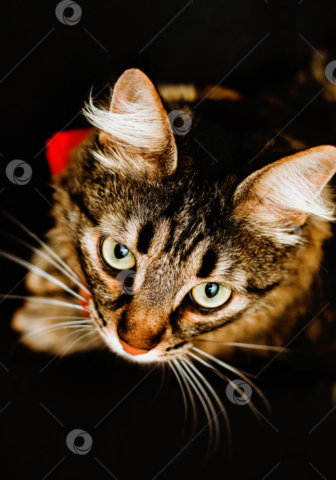 Скачать Пушистый полосатый кот смотрит в камеру. крупный план кошки на черном фоне. фотосток Ozero