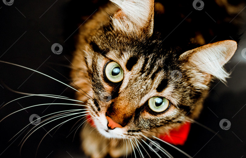 Скачать Пушистый полосатый кот смотрит в камеру. крупный план кошки на черном фоне. фотосток Ozero