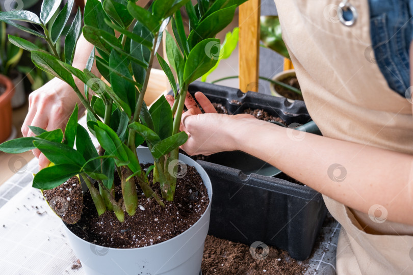 Скачать Пересадите разросшееся домашнее растение суккулентный замиокулькас в новый горшок большего размера. Уход за растением в горшке, руки женщины в фартуке, макет фотосток Ozero