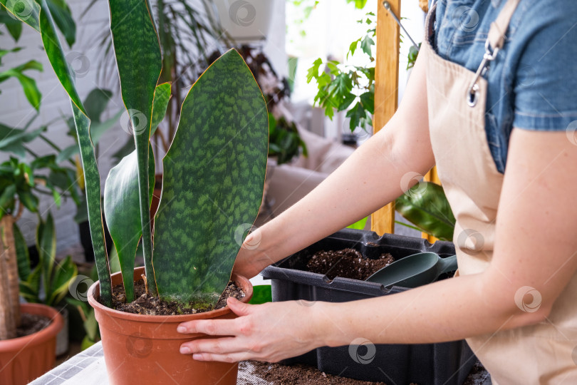 Скачать Пересадка домашнего растения суккулента sansevieria masoniana big leaf в новый горшок. Уход за растением в горшке, руки женщины в фартуке фотосток Ozero