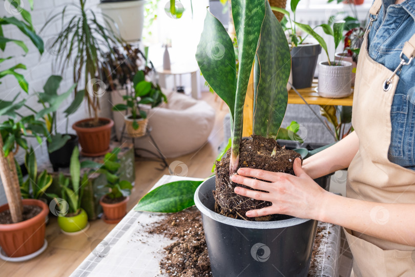 Скачать Пересадка домашнего растения суккулента sansevieria masoniana big leaf в новый горшок. Уход за растением в горшке, руки женщины в фартуке фотосток Ozero