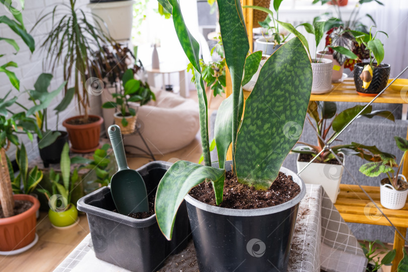 Скачать Пересадка домашнего растения суккулента sansevieria masoniana big leaf в новый горшок. Уход за комнатным растением фотосток Ozero