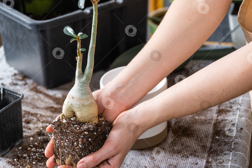 Скачать Пересадка домашнего растения суккулент адениум в новый горшок. Уход за растением в горшке, раскладка на столе грунта, лопата, руки женщины в фартуке фотосток Ozero