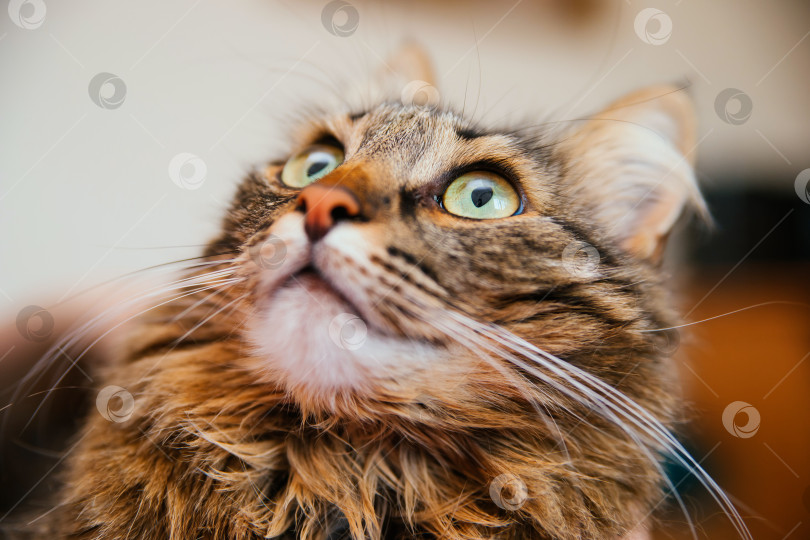 Скачать Мордочка пушистой кошки крупным планом смотрит вверх. фотосток Ozero