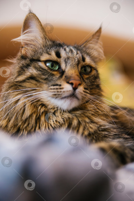 Скачать Пушистый кот отводит взгляд и ложится на мягкое одеяло. Большие зеленые глаза и длинные усы. фотосток Ozero