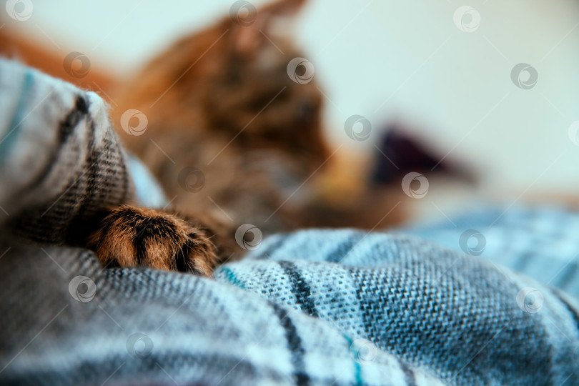 Скачать Пушистый кот сидит на мягком одеяле. Основное внимание уделяется кошачьей лапе на переднем плане. фотосток Ozero