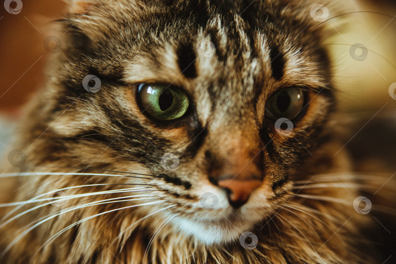 Скачать Мордочка пушистой кошки крупным планом смотрит в сторону. фотосток Ozero