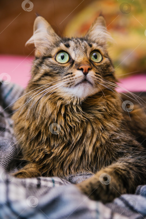 Скачать Пушистый кот поднимает голову и ложится на мягкое одеяло. Большие зеленые глаза и длинные усы. фотосток Ozero