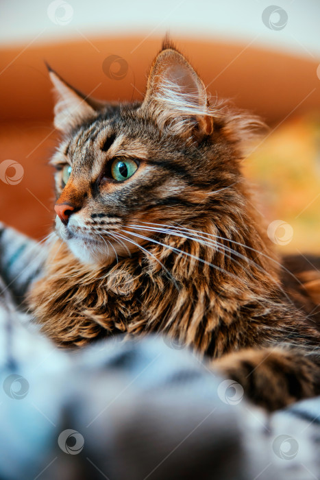 Скачать Пушистый кот отводит взгляд и ложится на мягкое одеяло. Большие зеленые глаза и длинные усы. фотосток Ozero