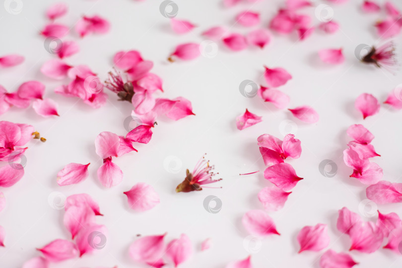 Скачать Розовые лепестки цветка персика разбросаны по белому фону. Естественная текстура. фотосток Ozero