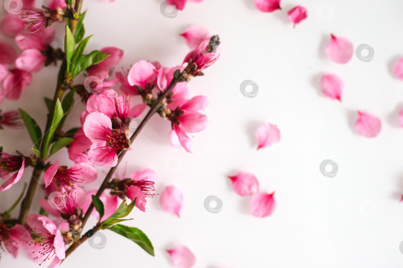 Скачать Веточки с цветами персика на белом фоне. Маленькие розовые цветочки. фотосток Ozero