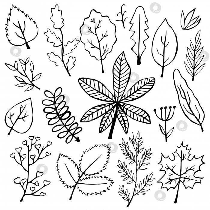 Скачать Векторный рисованный набор ботанических листьев каракулей для сезонного дизайна фотосток Ozero