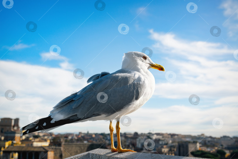 Скачать Дикий голубь на крыше здания с видом на Рим, Италия фотосток Ozero