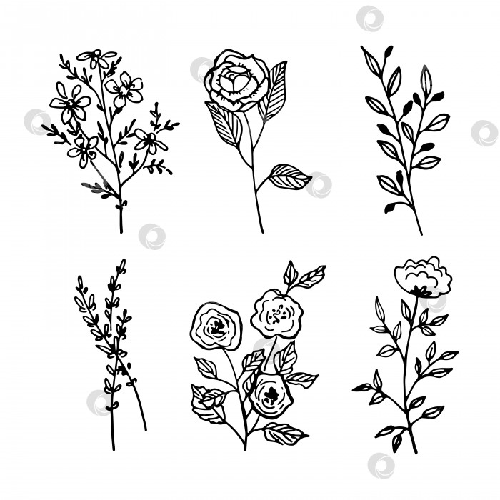 Скачать Набор нарисованные вручную винтажные цветы с листьями розами лавандой ромашкой. Скетч природные весенние рисунки фотосток Ozero