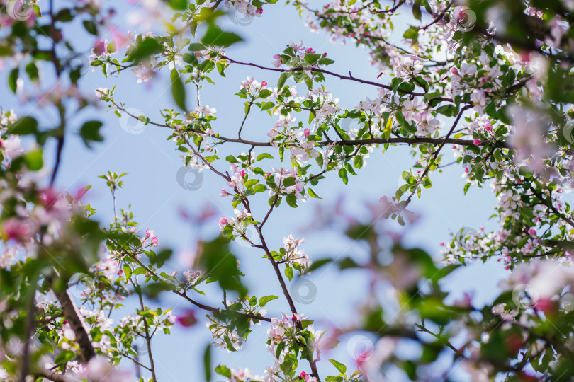 Скачать Цветущее яблоневое дерево. Розовые цветы. Пчела опыляет цветок на ветке. фотосток Ozero