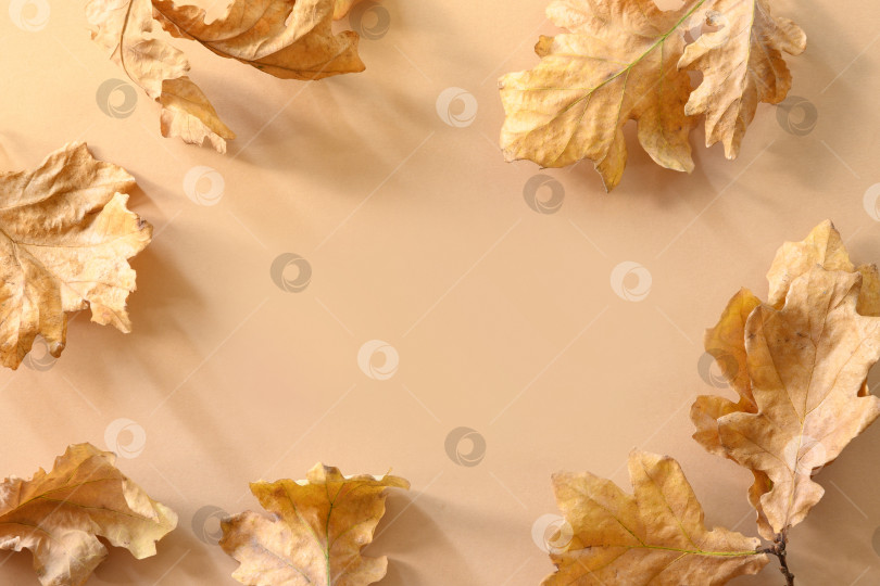 Скачать Осенние золотистые дубовые листья как граница с солнечной тенью на бежевом фоне. фотосток Ozero