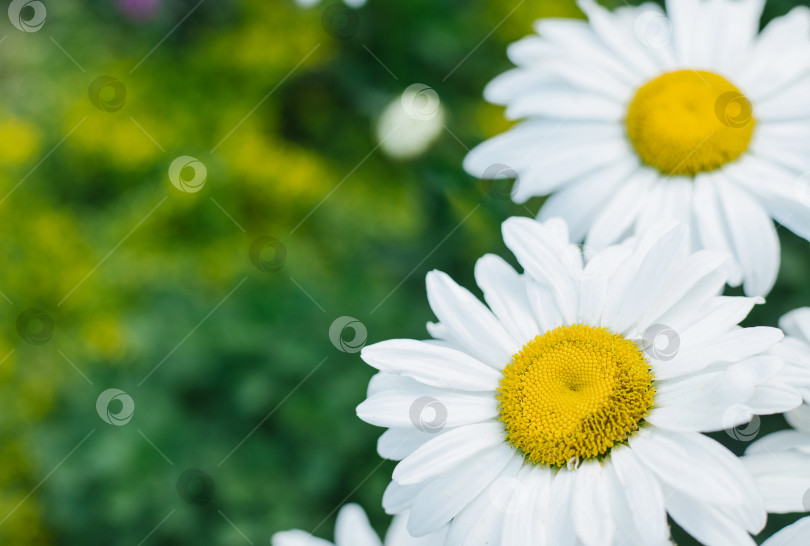 Скачать Ромашка крупным планом на фоне зеленой травы.Белый цветок. фотосток Ozero