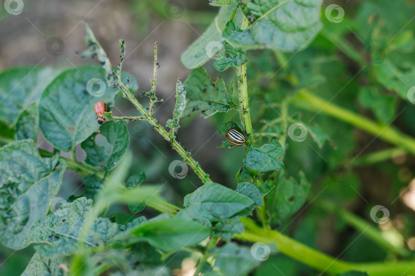 Скачать Колорадский жук сидит на листьях картофеля. фотосток Ozero