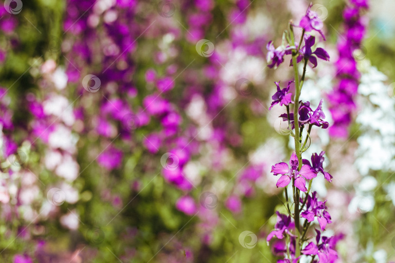 Скачать Полевые цветы. фотосток Ozero