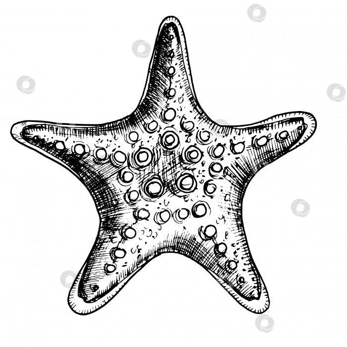 Скачать Векторная иллюстрация морской звезды. Нарисованный от руки рисунок морской звезды на изолированном белом фоне. Подводный эскиз морской раковины для значка или логотипа в контурном стиле, выполненный черными чернилами. Линейное искусство морской раковины фотосток Ozero