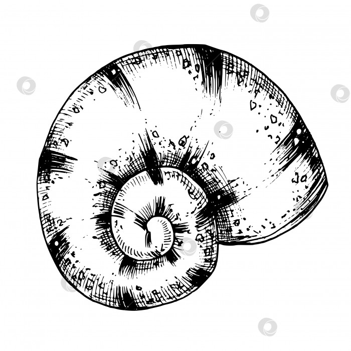 Скачать Векторная иллюстрация морской раковины. Нарисованная от руки иллюстрация морской раковины на изолированном белом фоне в контурном стиле. Линейная художественная черная гравировка ракушки для значка или логотипа. гравюра с изображением морского побережья фотосток Ozero