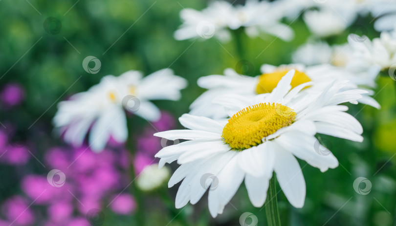 Скачать Ромашка крупным планом на фоне зеленой травы.Белый цветок. фотосток Ozero