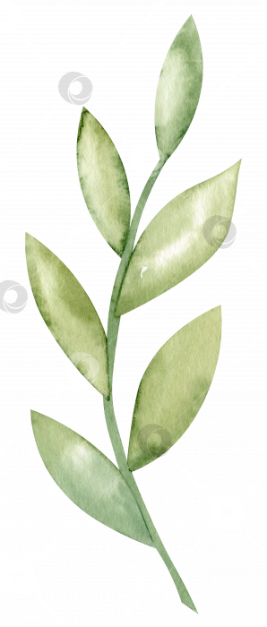 Скачать Ветка с зелеными листьями. Нарисованная от руки акварельная иллюстрация абстрактного акварельного растения на изолированном фоне. Ботанический рисунок для поздравительных открыток или свадебных приглашений. Эскиз для значка или логотипа фотосток Ozero