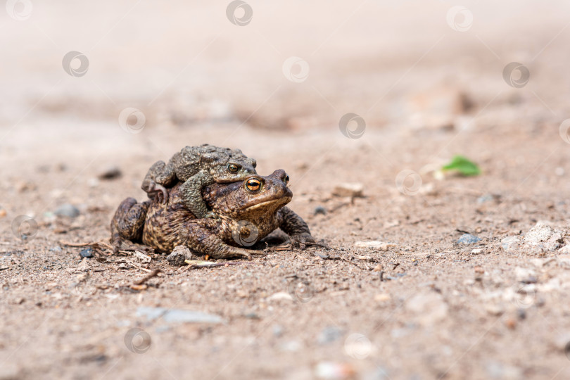 Скачать пара обыкновенных жаб в амплексе на песчаном берегу пруда фотосток Ozero