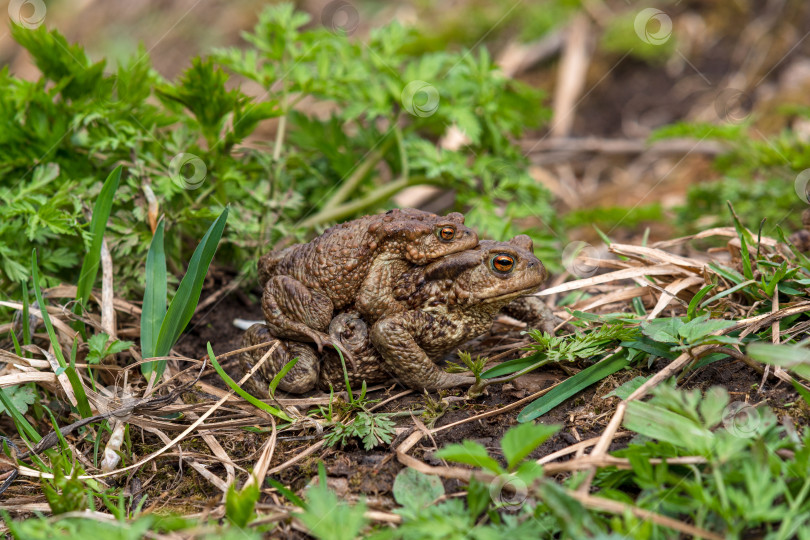 Скачать пара обыкновенных жаб в большом количестве среди травы фотосток Ozero