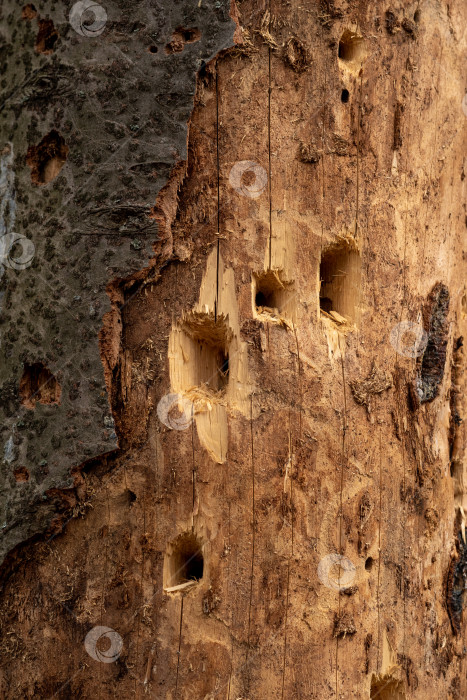 Скачать отверстия в стволе сухого дерева, просверленные кормящимся дятлом фотосток Ozero