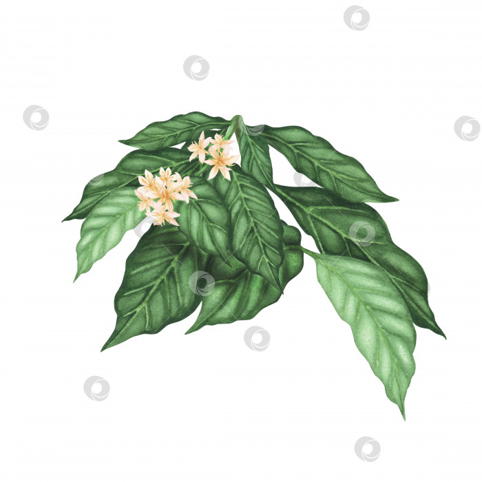 Скачать Ветка кофейного растения с цветами, выделенными на белом фоне. Акварельная рисованная иллюстрация для дизайна фотосток Ozero