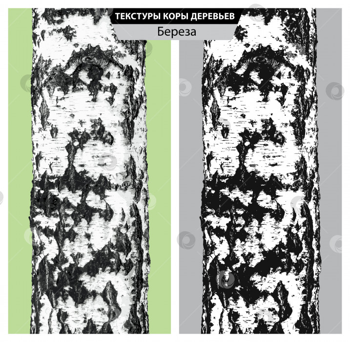 Скачать Текстура бересты. Векторная изолированная реалистичная чёрно белая и многоцветная иллюстрация стволов берёзы. фотосток Ozero