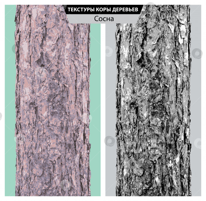 Скачать Текстура коры сосны. Векторная изолированная реалистичная чёрно белая и многоцветная иллюстрация стволов сосны. фотосток Ozero