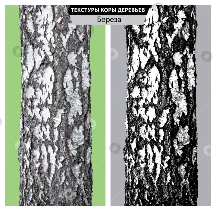 Скачать Текстура бересты. Векторная изолированная реалистичная чёрно белая и многоцветная иллюстрация стволов берёзы. фотосток Ozero