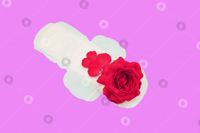 Скачать Женская подкладка с лепестками красной розы на синем фоне.Концепция медицинской фотографии. фотосток Ozero