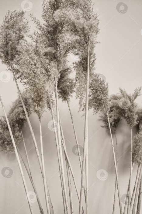 Скачать Ветви тростника в интерьере. Черно-белая фотография травы помпас. фотосток Ozero