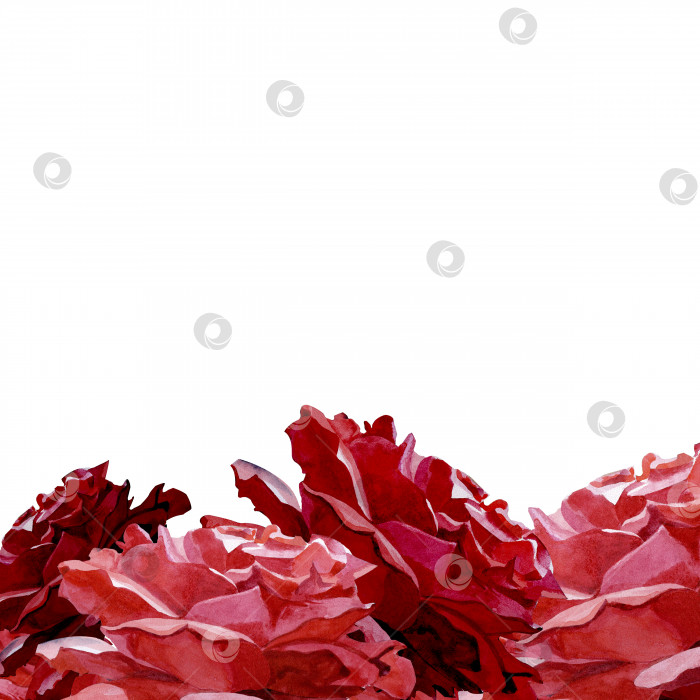Скачать Красные и бордовые цветы роз, собранные в бордюрную композицию, выделяются на белом фоне. Акварельная иллюстрация, нарисованная от руки фотосток Ozero