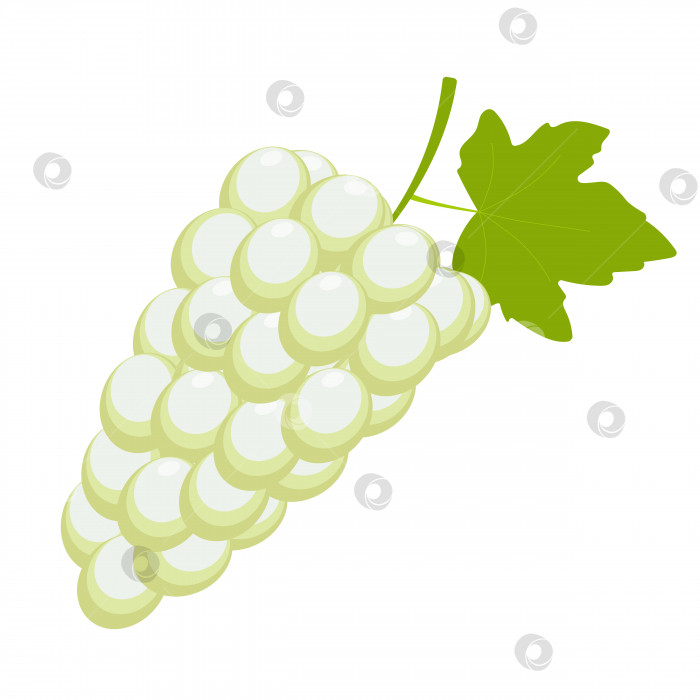 Скачать Спелый белый виноград с листьями на белом фоне. Виноградная кисть для декоративного оформления. Природа сада. фотосток Ozero
