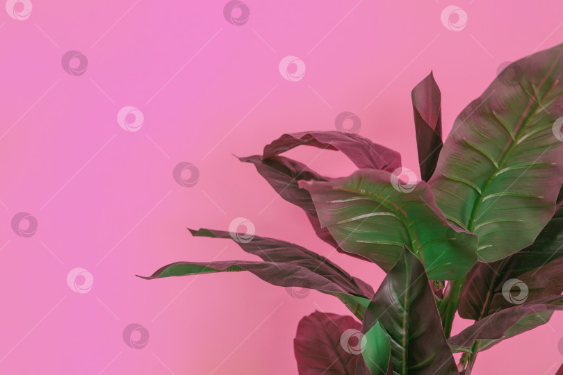 Скачать Пластиковые зеленые листья на розовом фоне. Искусственное растение в интерьере. фотосток Ozero