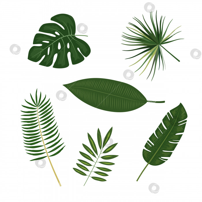 Скачать Тропические пальмовые листья, листья джунглей, ботаническая векторная иллюстрация, изолированная на белом фоне. фотосток Ozero
