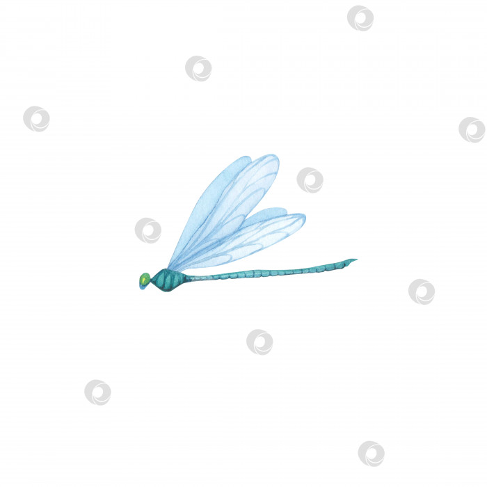 Скачать Зеленая стрекоза с детализированными изолированными крыльями. Реалистичная иллюстрация летающих насекомых, нарисованная акварелью от руки для дизайна фотосток Ozero
