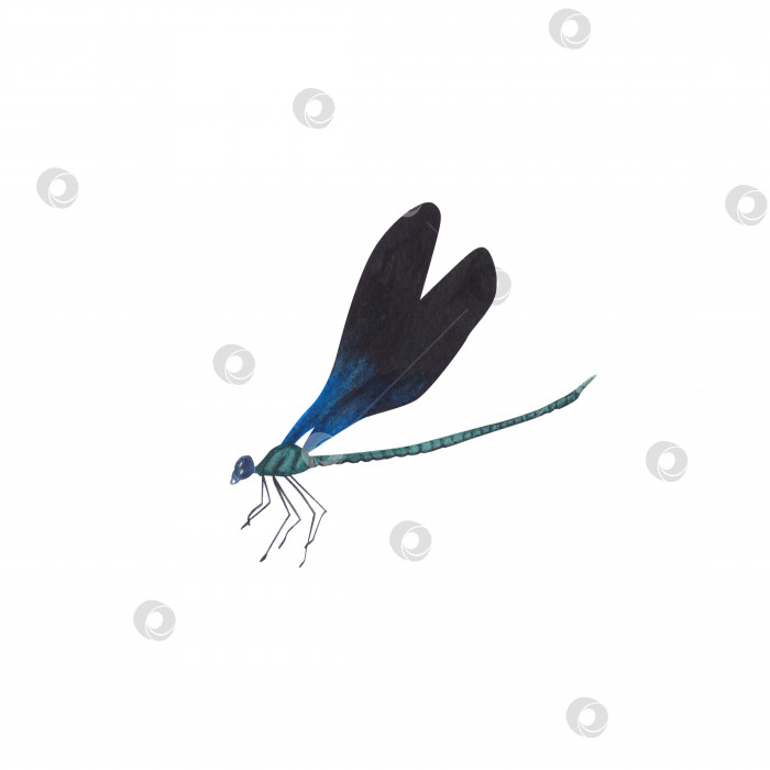 Скачать Черно-синяя стрекоза с детализированными изолированными крыльями. Реалистичная иллюстрация летающих насекомых, нарисованная акварелью от руки для дизайна фотосток Ozero
