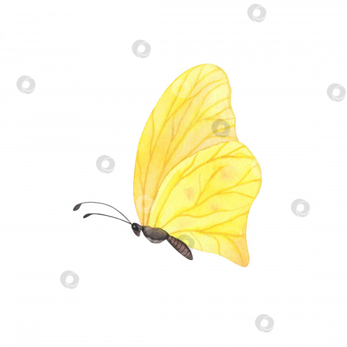 Скачать Желтая бабочка Фибис с детализированными изолированными крыльями. Реалистичная иллюстрация насекомых, нарисованная акварелью от руки для дизайна фотосток Ozero