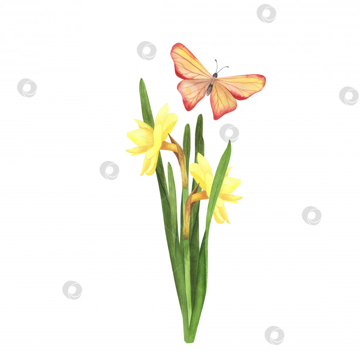 Скачать цветок нарцисса с летящей красной бабочкой, выделенный на белом фоне. Ботаническая иллюстрация, нарисованная акварелью от руки. Искусство для дизайна фотосток Ozero