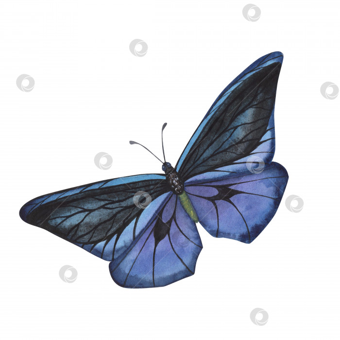 Скачать Сине-фиолетовая бабочка с детализированными изолированными крыльями. Реалистичная иллюстрация насекомых, нарисованная акварелью от руки для дизайна фотосток Ozero