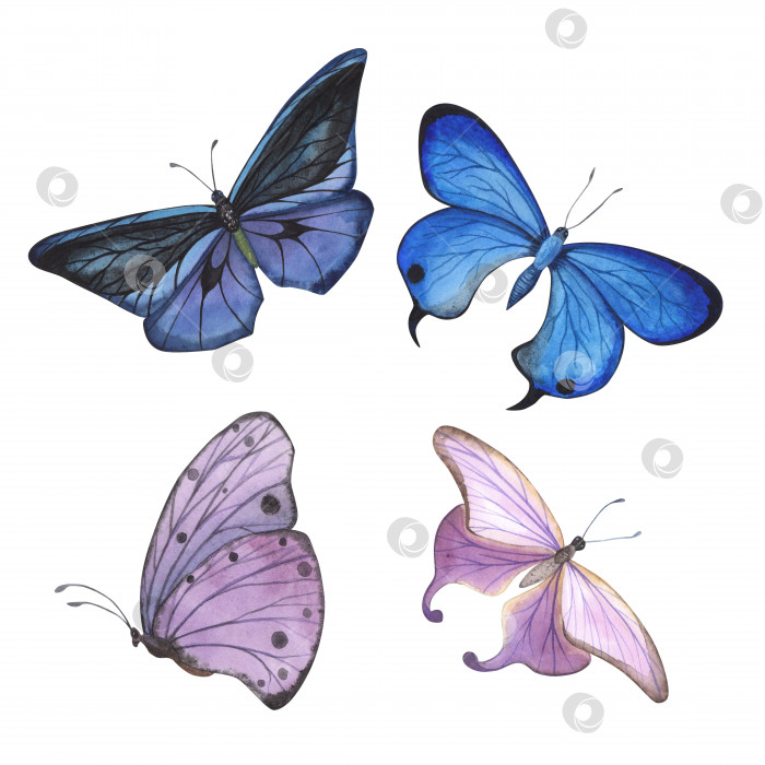 Скачать Набор голубых и фиолетовых бабочек с детализированным выделением крыльев. Реалистичная иллюстрация насекомых, нарисованная акварелью от руки для дизайна фотосток Ozero